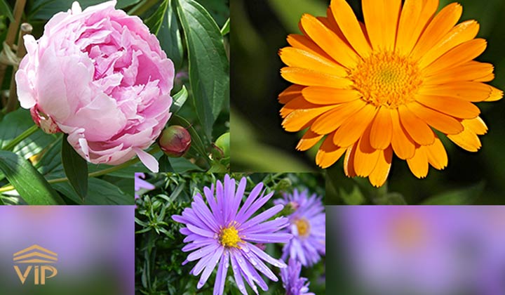 انواع گل هایی که در بهار و تابستان هستند