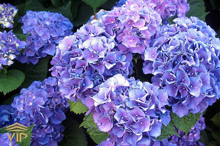 Hydrangea گل ادریسی