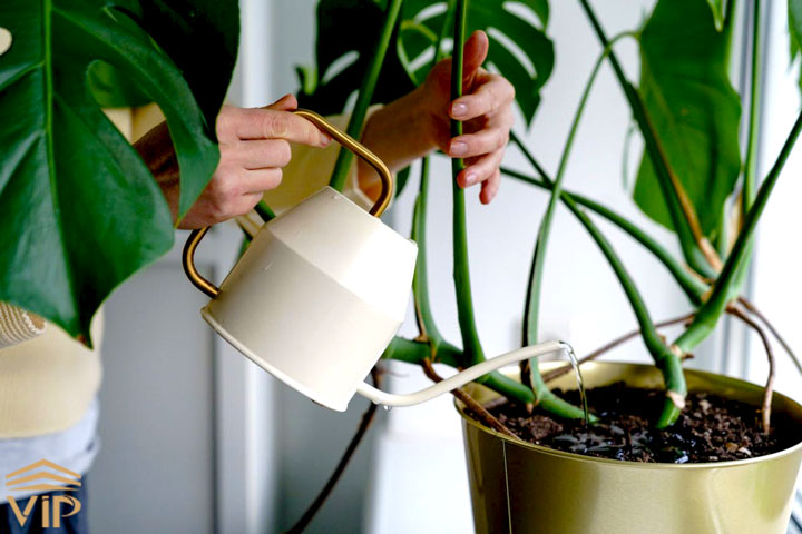روش هایی ساده برای آبیاری گیاهان آپارتمانی به هنگام سفر رفتن