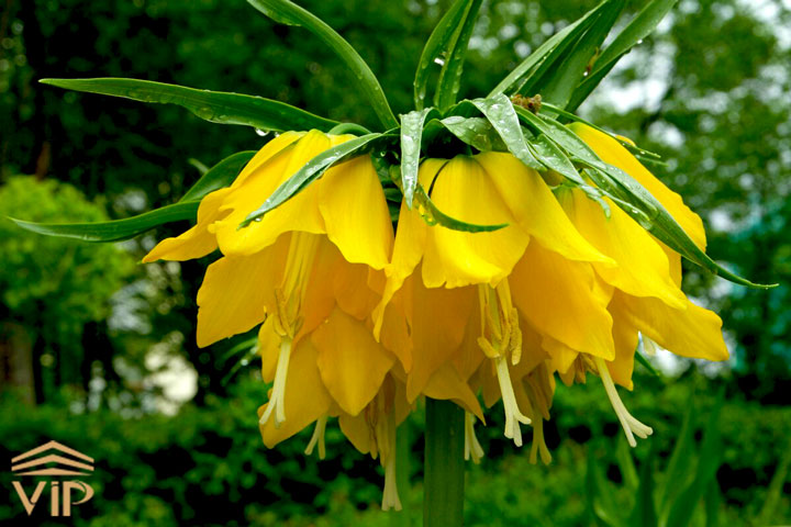 گل لاله واژگون زرد