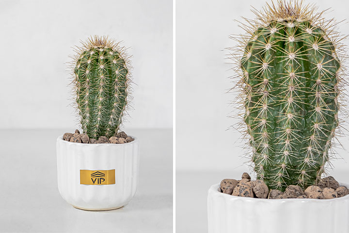 گیاهان مقاوم آپارتمانی؛ انواع کاکتوس (Cactus)