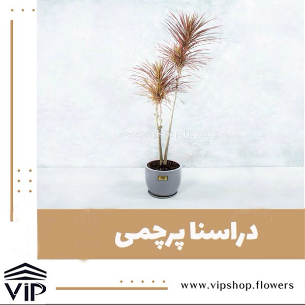 گیاه دراسنا پرچمی برای دفتر مهندسی VIP
