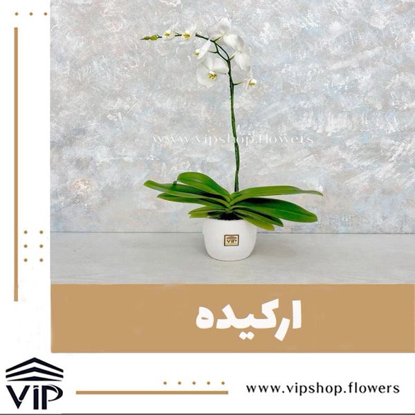 گلدان ارکیده مناسب برای شرکت و دفترVIP
