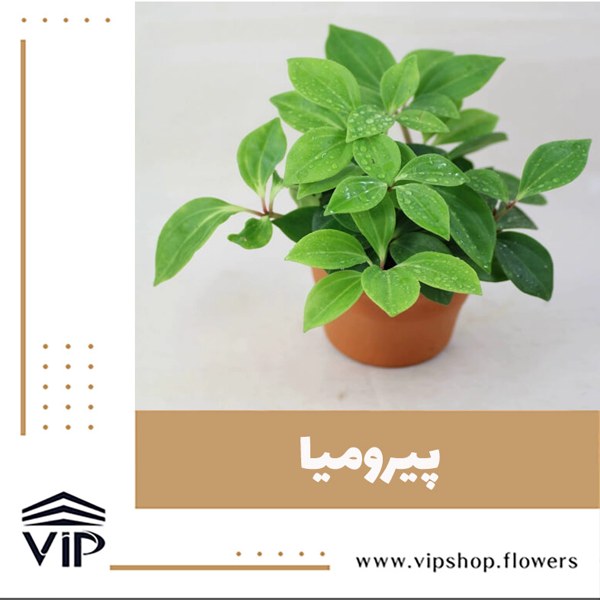 گل قاشقی برای جذب رطوبت-vipflowers