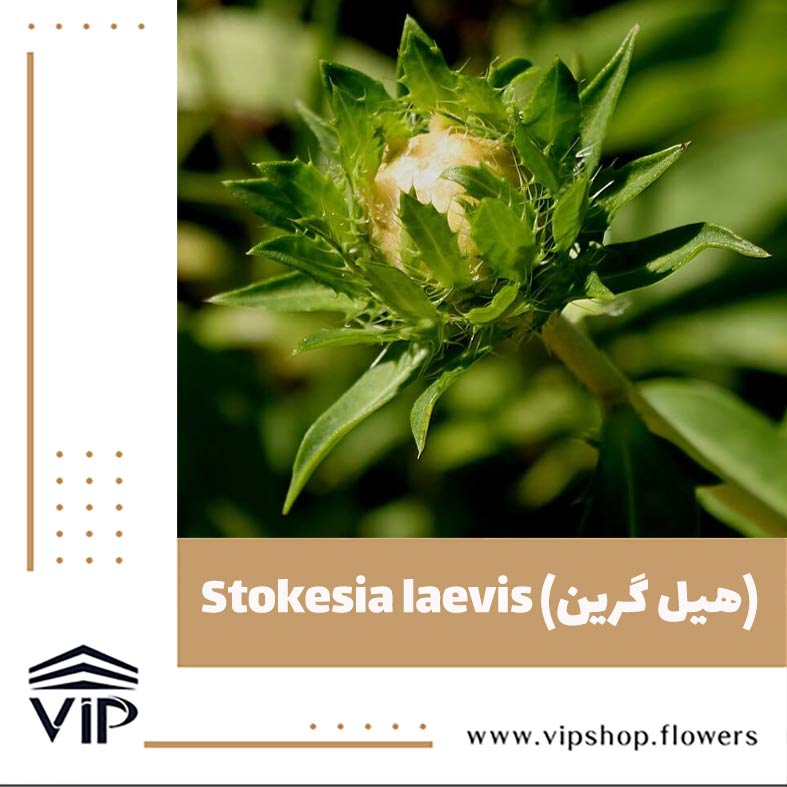گل استوکزيا - گلفروشی آنلاین VIP Shop