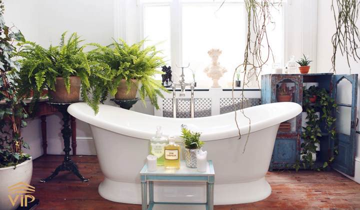 گیاهان رطوبت دوست برای حمام و دستشویی-vip