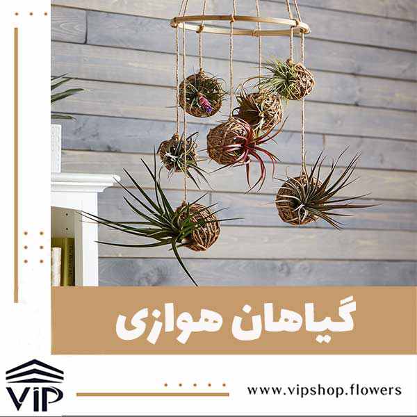 گیاهان هوازی - vip shop