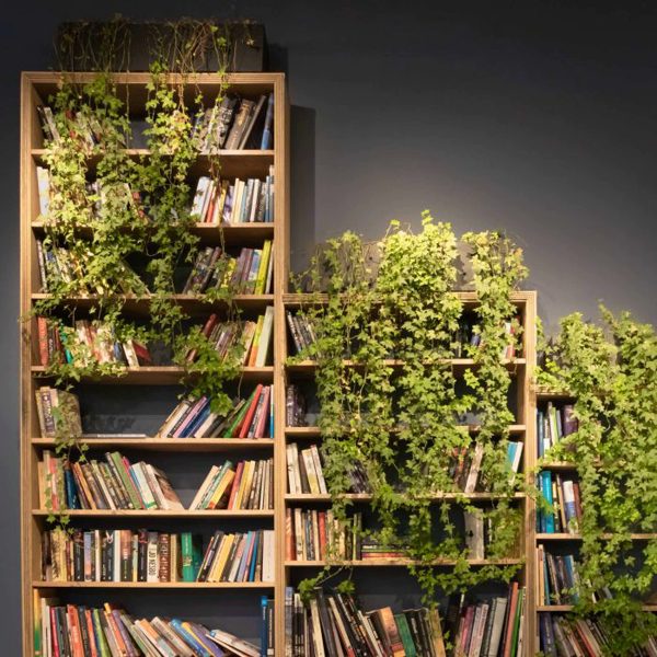 قرار دادن گیاه روی قفسه کتاب