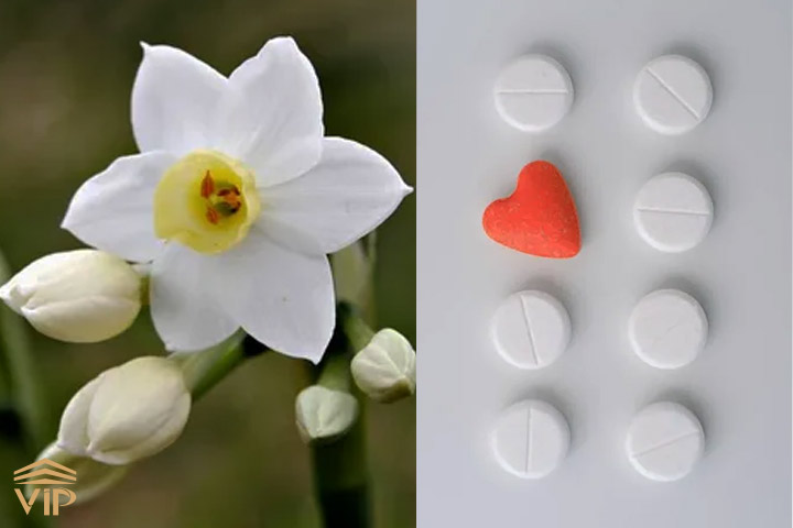 گل نرگس خواص درمانی بسیاری دارد.