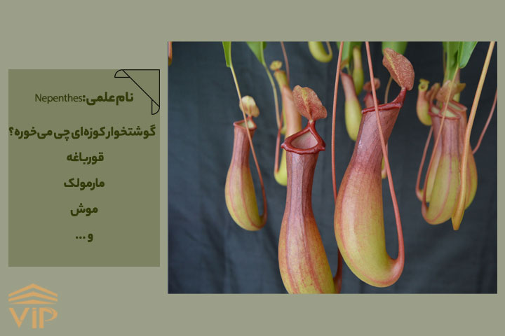 گل گوشتخوار کوزه‌ای (Nepenthes)