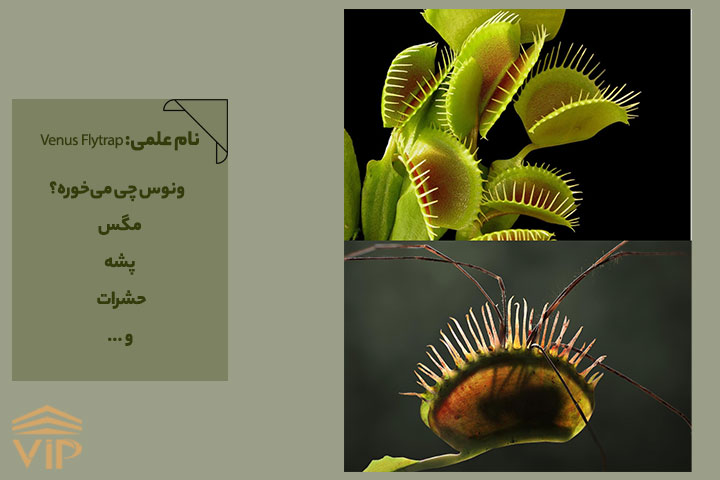  انواع گیاهان حشره خوار؛ ونوس (Venus Flytrap)