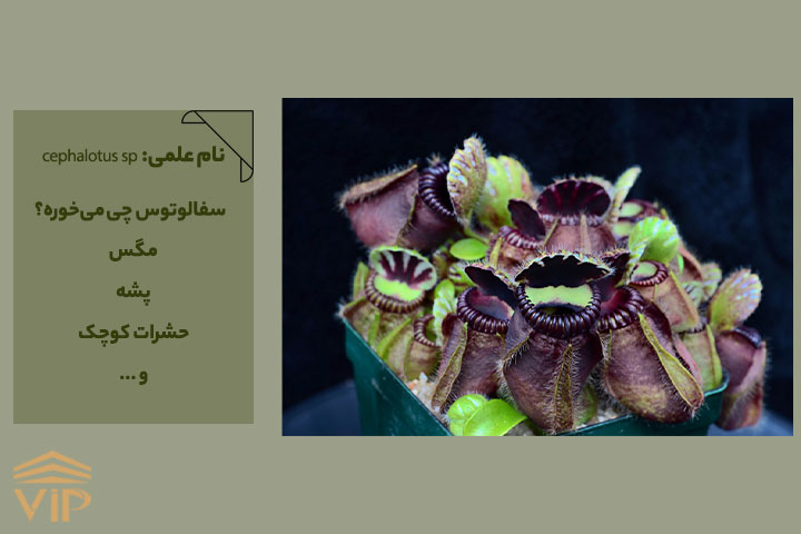 گل های گوشتخوار؛ سفالوتوس (cephalotus sp)