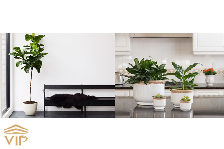 انتخاب گیاهان آپارتمانی و بررسی طول و عرض محیط نگهداری 