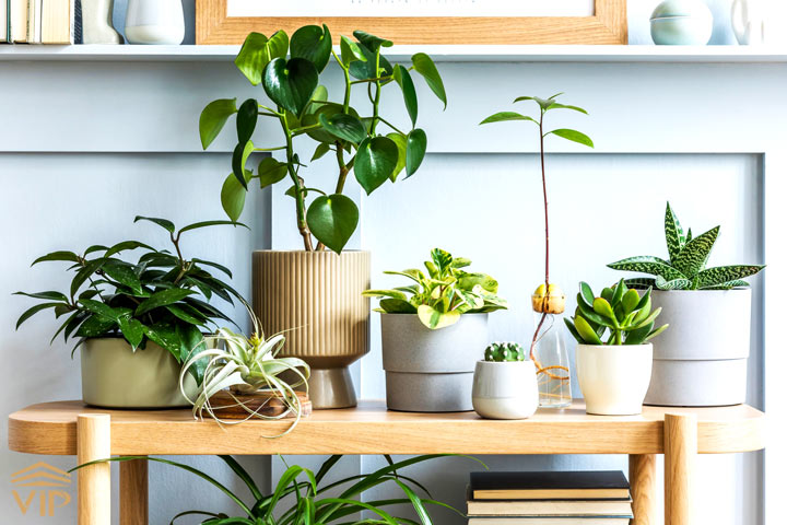 فواید گیاهان آپارتمانی