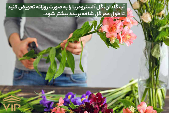 6- نگهداری از گل السترومریا شاخه بریده