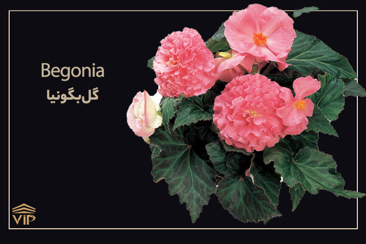  بگونیا - Begonia