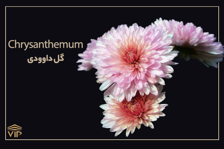 گل داوودی - Chrysanthemum