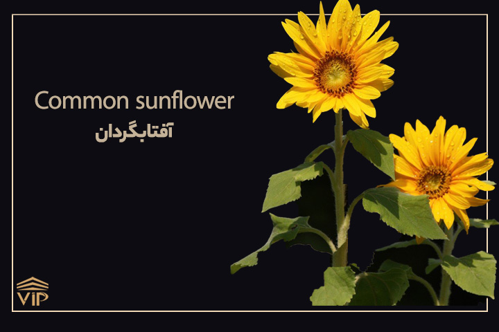 گل آفتابگردان - Common sunflower