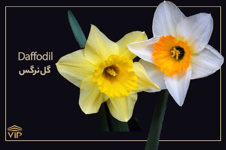 گلهای بهاری؛ گل نرگس - Daffodil