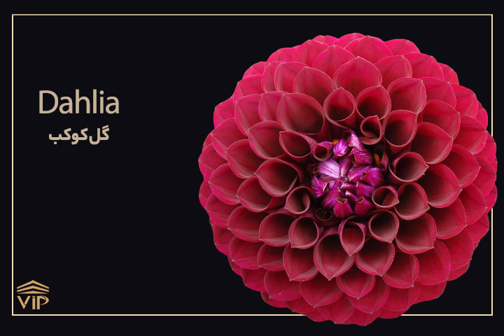 گل کوکب - Dahlia