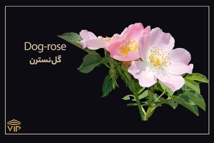 گل نسترن - Dog-rose