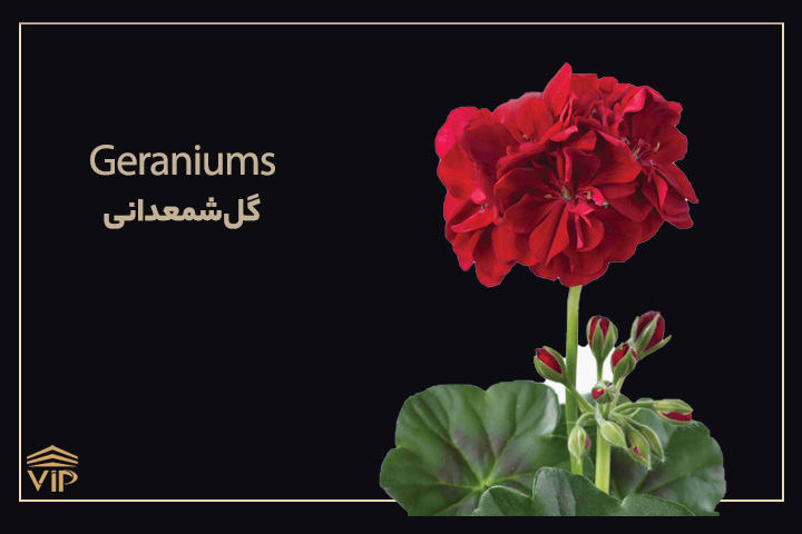 گلهای بهاری؛ گل شمعدانی - Geraniums