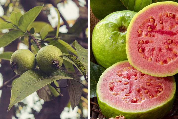 درختچه آپارتمانی گواوا (Guava)