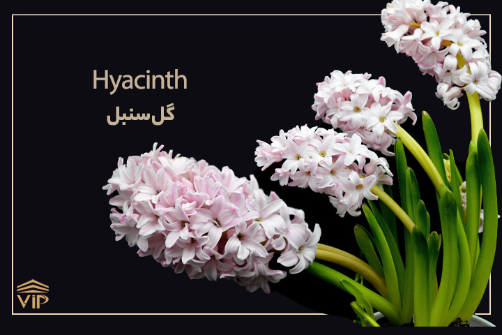 گل سنبل - Hyacinth