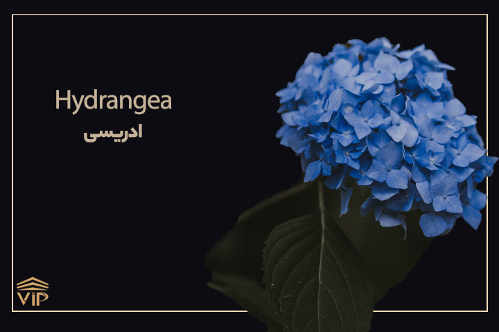 گلهای بهاری؛ گل ادریسی - Hydrangea
