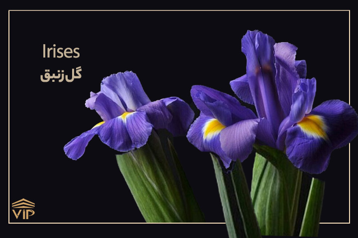 گل های بهاری؛ گل زنبق -  Irises