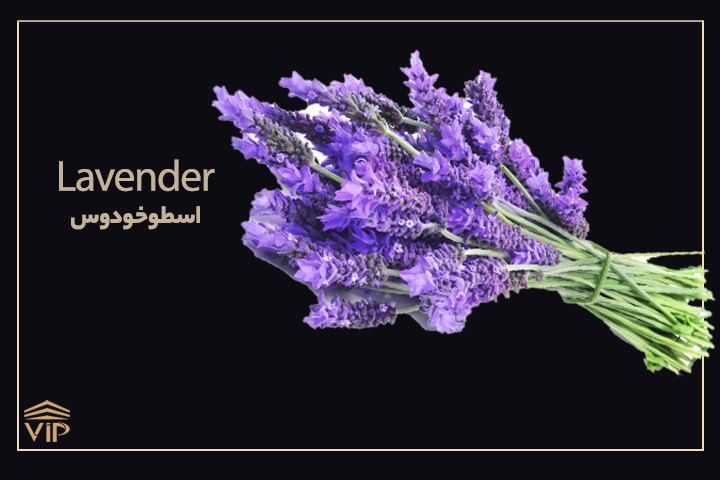 گیاه اسطوخودوس - Lavender