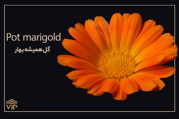 گل همیشه‌بهار - Pot marigold