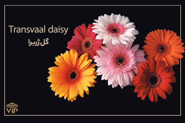  گل ژربرا - Transvaal daisy