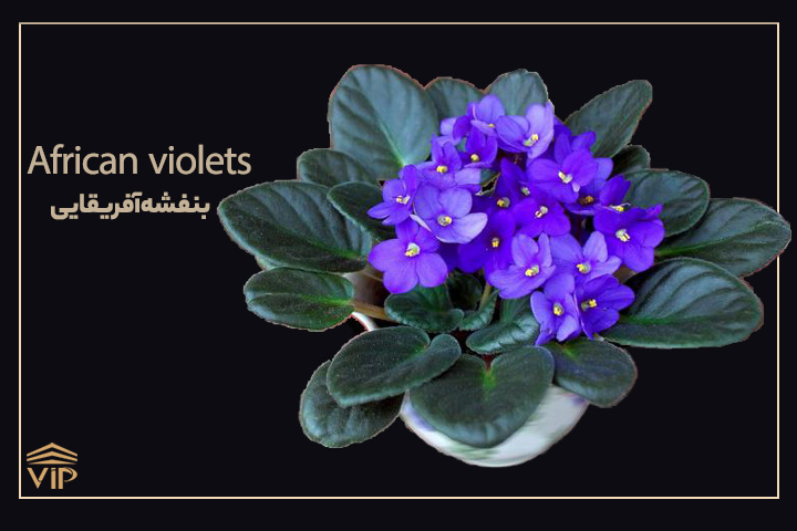 گلهای بهاری
؛ گل بنفشه - Violet