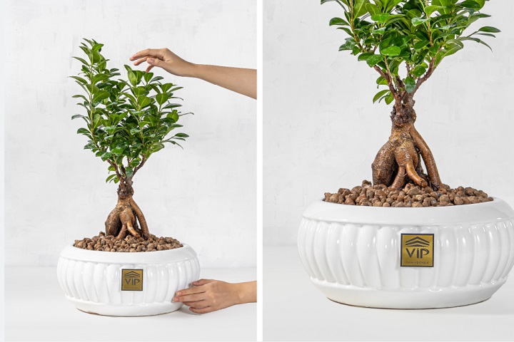درختچه ژاپنی بونسای جنسینگ (ginseng ficus microcarpa bonsai)