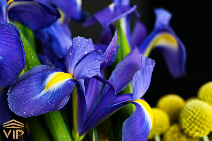  زنبق پروانه ای  (Iris lineolate)
