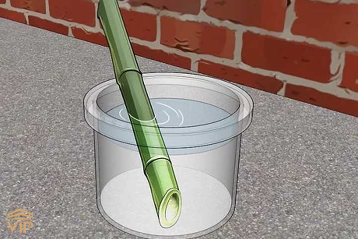 قلمه بامبو در آب ریشه زایی خوبی خواهد داشت.