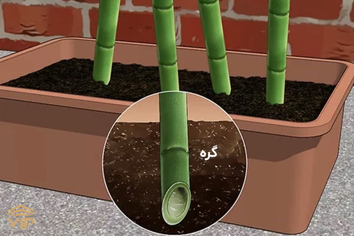 کاشت قلمه ریشه دار بامبو در خاک یکی از روش های نگهداری آن است.