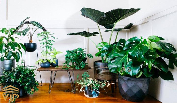گیاهان آپارتمانی بزرگ