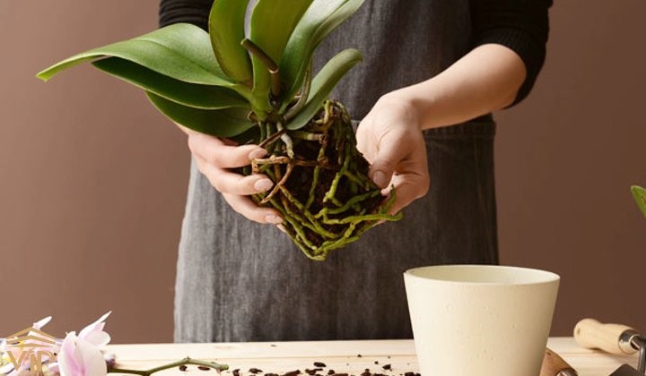 changing orchid pot