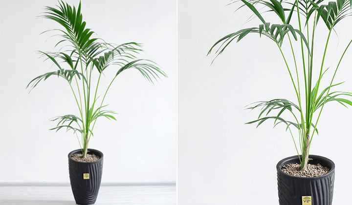 3- گیاه برگ بزرگ، نخل کنتیا (Kentia Palm)