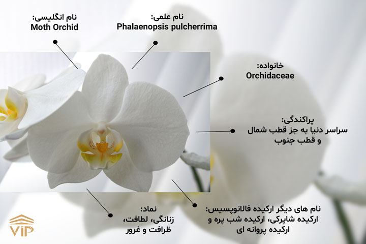 نگهداری گل ارکیده فالانوپسیس آسان است.