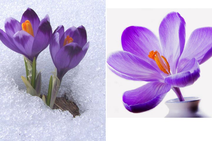  گل زعفران؛ گل های مقاوم به سرما