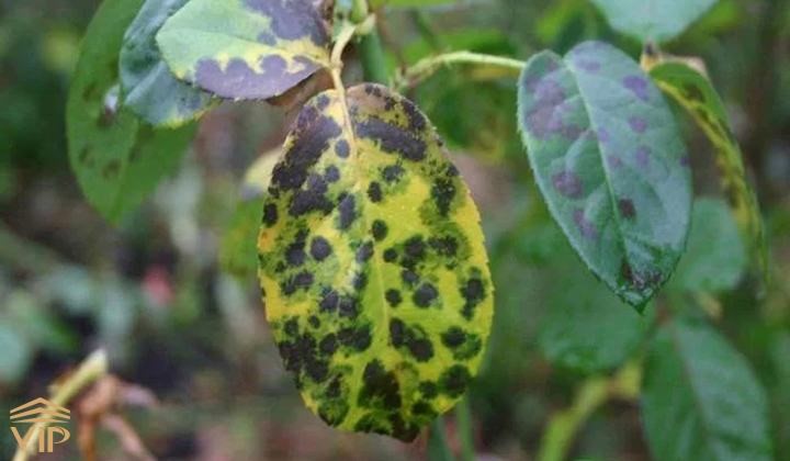 سیاه شدن برگ بونسای یک اتفاق تلخ برای گیاه اما قابل درمان و پیشگیری است