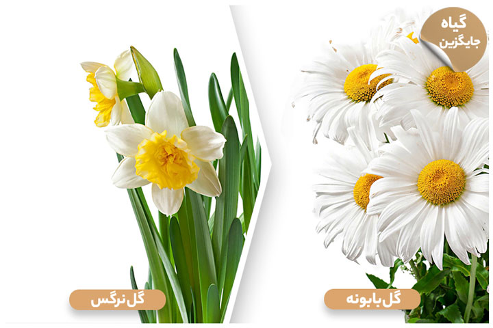 گیاهان سمی برای سگ؛ نرگس (Daffodil)