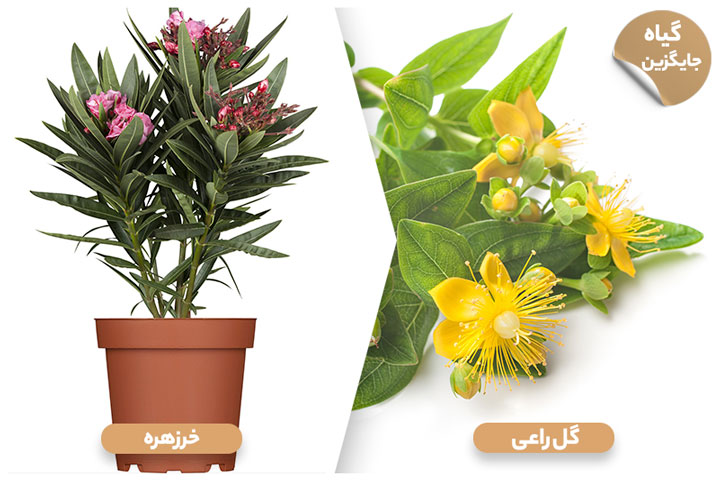 لیست گیاهان سمی کشنده برای سگ؛ خرزهره (Oleander)