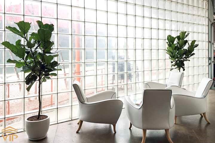 نگهداری گل فیکوس در زمستان را برای دریافت نور کافی در نزدیکی پنجره جنوبی قرار دهید.