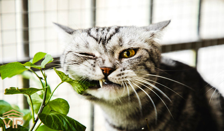 15 مورد از گیاهان سمی برای گربه به همراه گیاه جایگزین مناسب