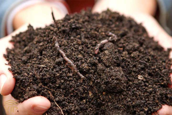 پشه و مگس خاک بونسای نشان دهنده آبیاری زیاد است.