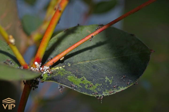 در بیماری کپک دوده‌ای درواقع آفات مکنده عاملان اصلی سیاه شدن فیکوس و تیرگی گیاه هستند.